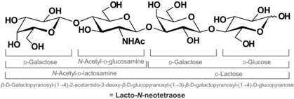 structure of Lacto-n-neotetraose